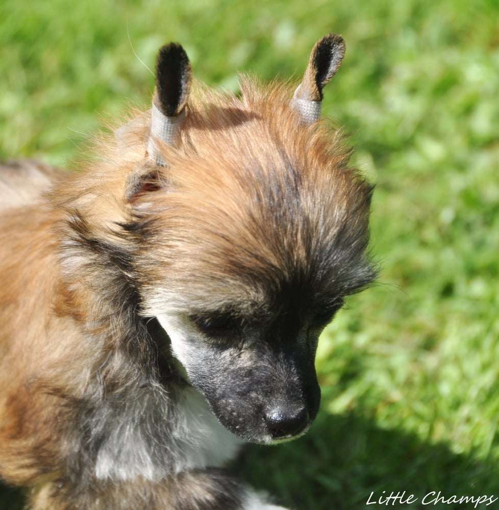 Sucre d'orge Little Champs