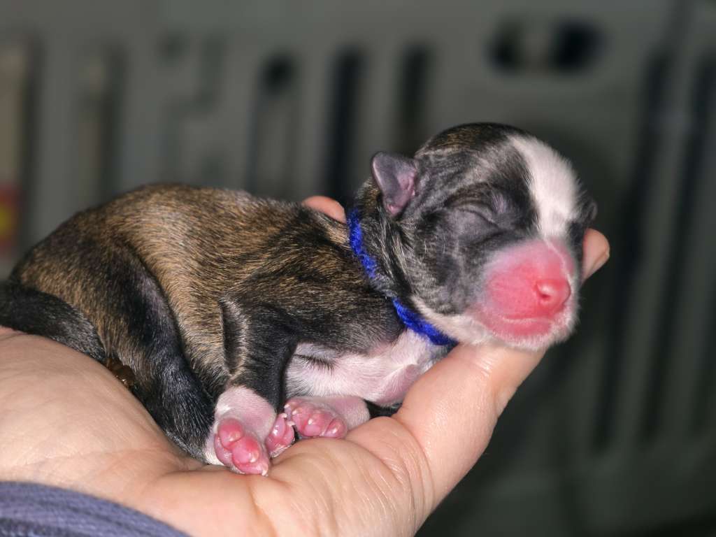 Da'Mar von den Weinbergswölfen