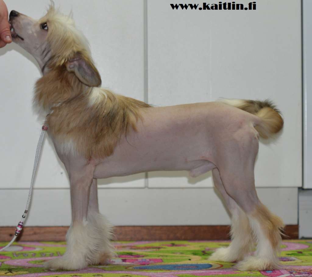 Kaitlin Prince Hirotsugu