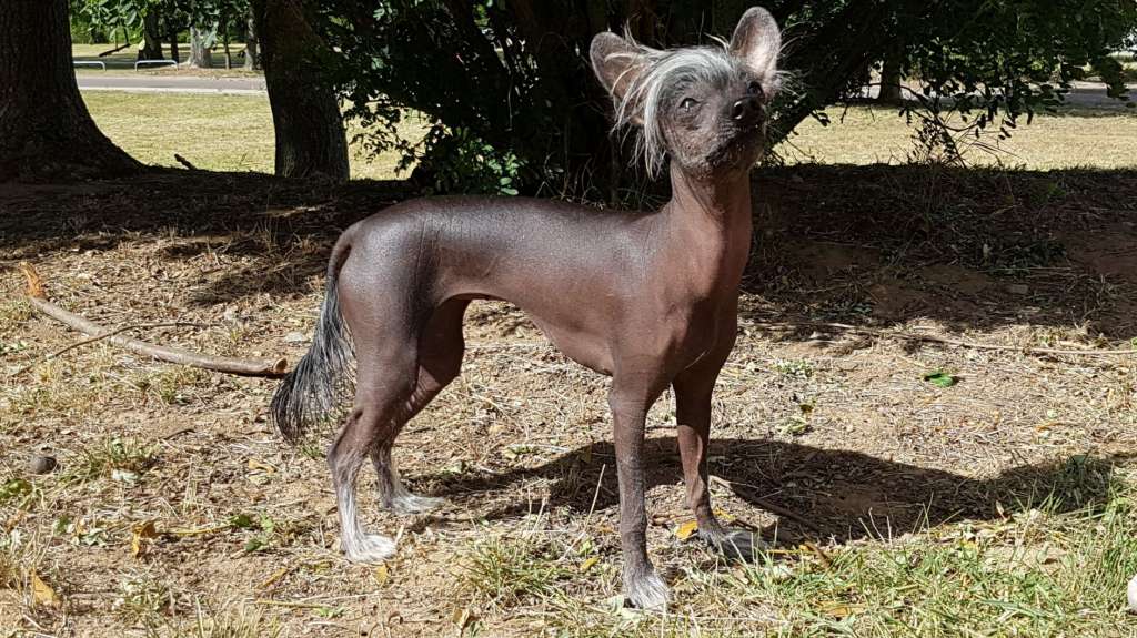 Harleen of Purple Rain