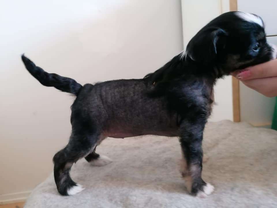 Stormblåstens Phantom Piper