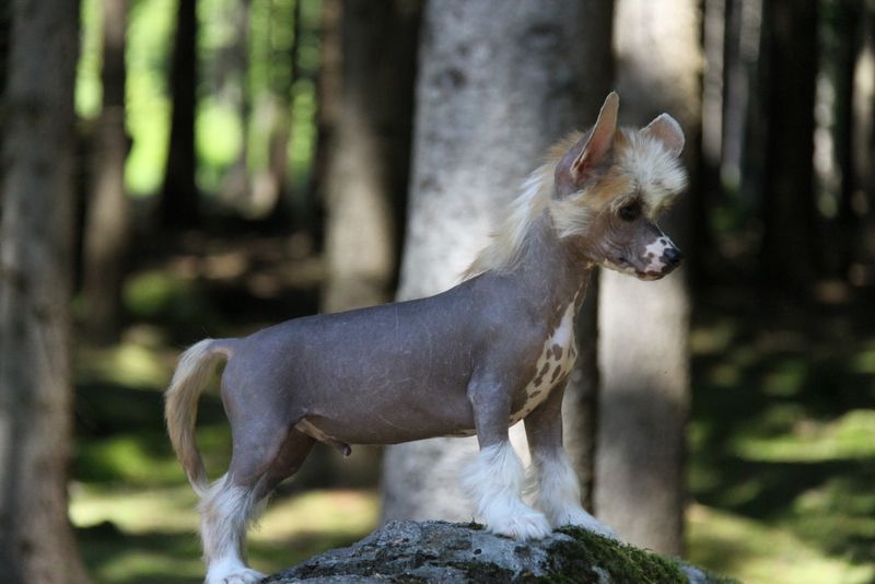 More Than Words Princes de la Roses