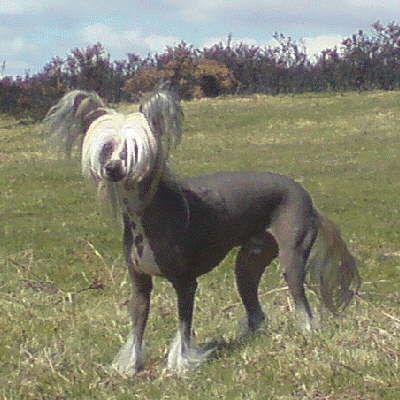 Seasara Caught in the Wind