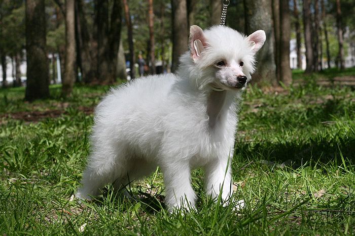 Status Imperial North Star