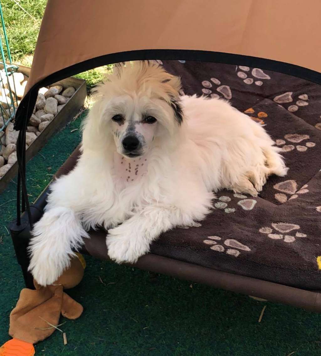 Lady Million Caramella's Family