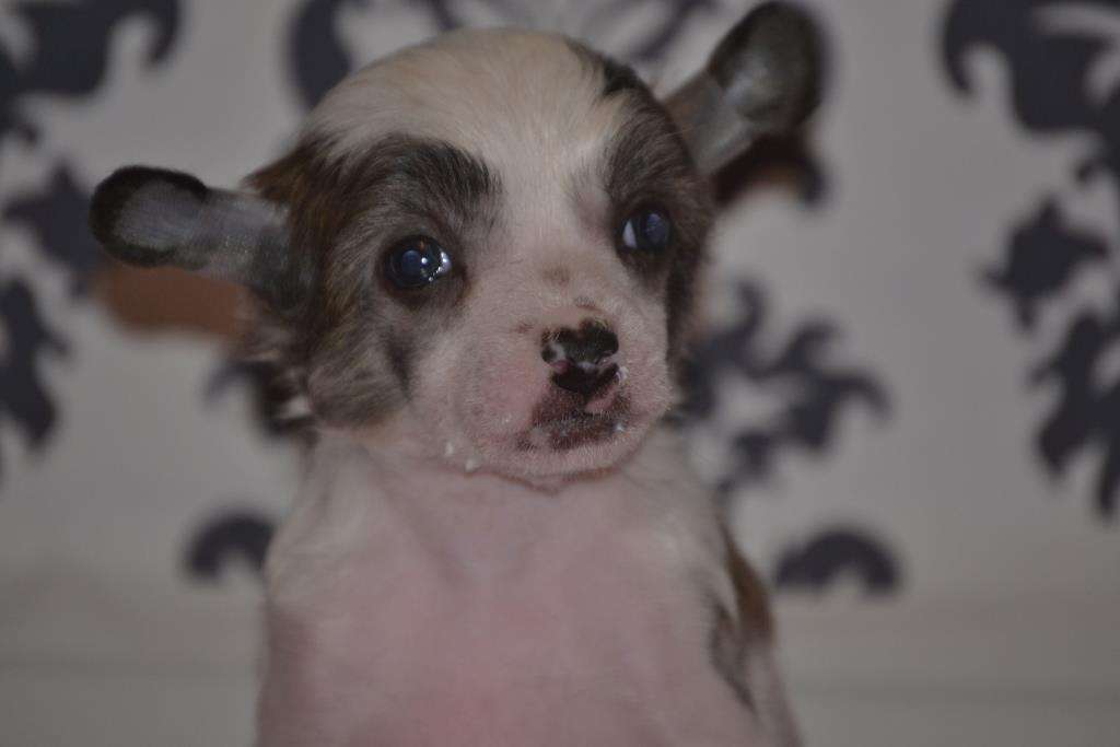 Ketrin Kristol Perla