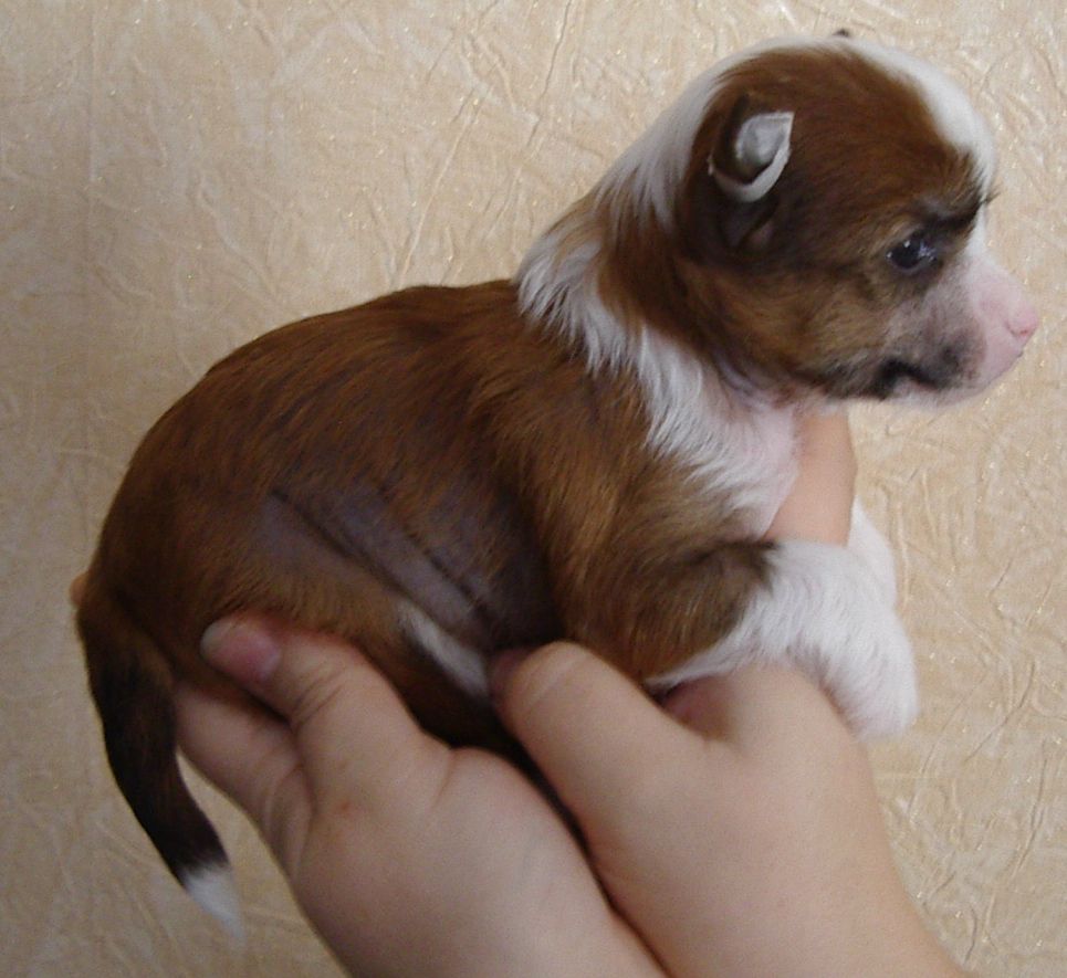 Nika Stars Sofi Nikol