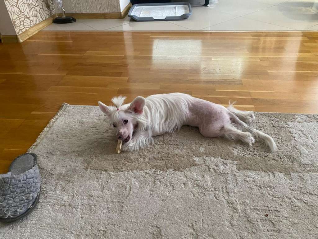 Kovimoti Uinston Cherchil