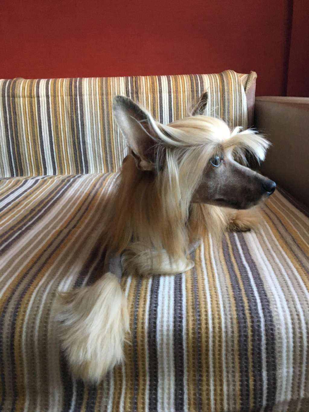 Izabel Crystals Brave Lion