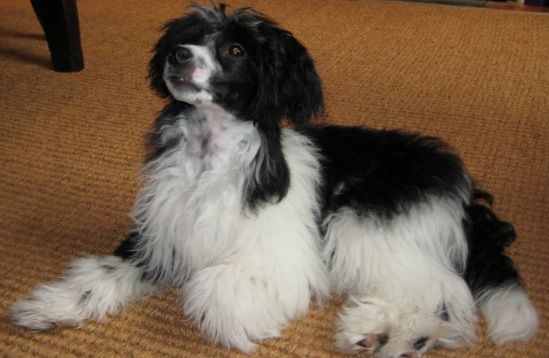 Scherzando Black Velvet