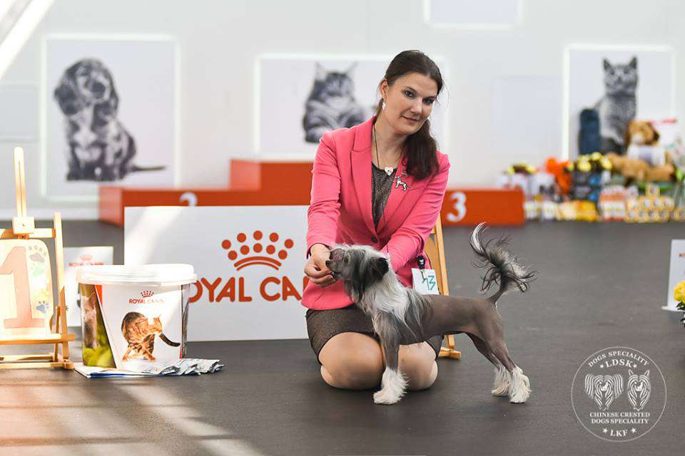 Joyway's Everlasting Sun