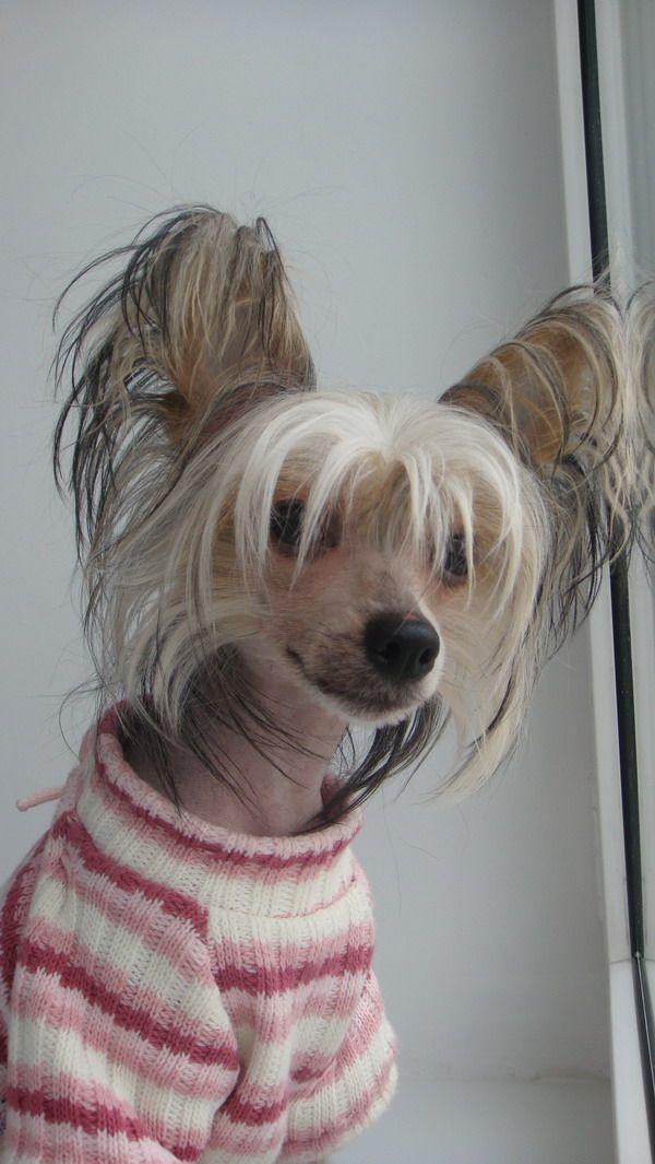 Dogland Happy Chanel