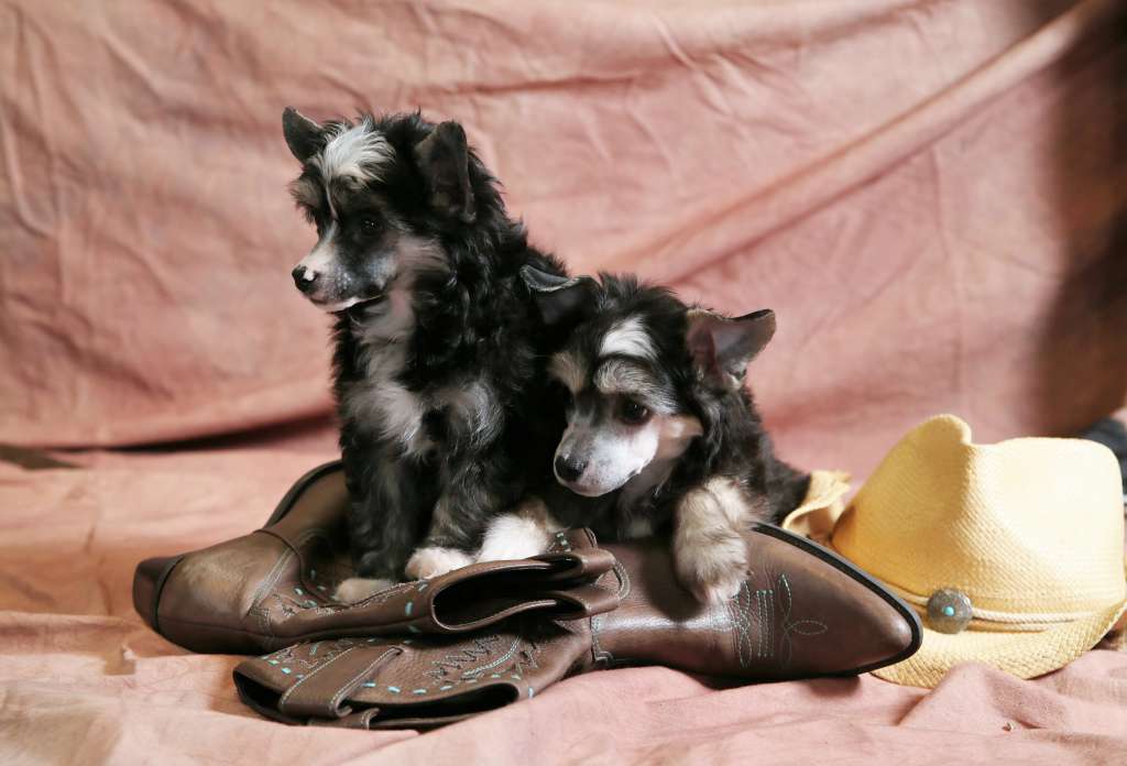 Cinondra's Walk This Way