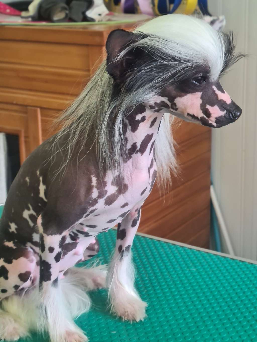 Silou De l'Eden Angel