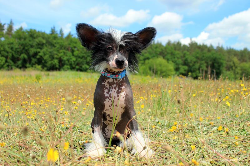 Zhemina Olore Star of Fate