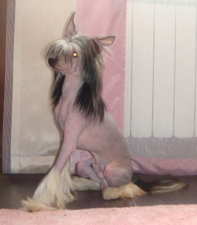 Angel"s melody Money Stream