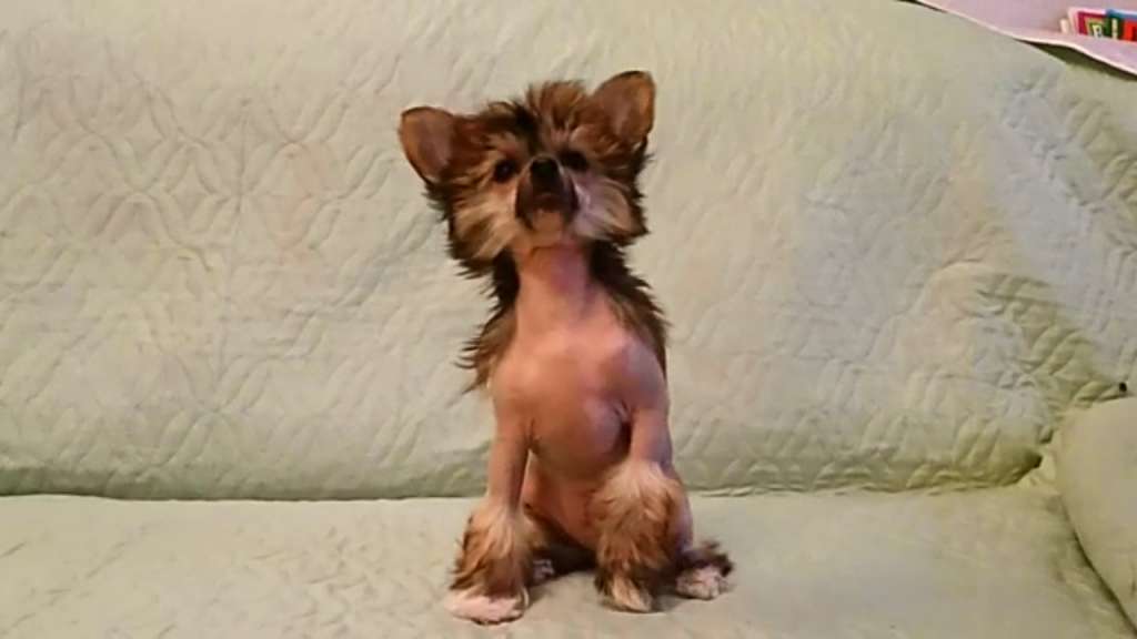 Hohlatyi Glamur Gift Of Fate