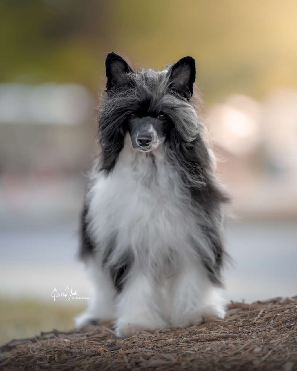 Cristall MyAngel Private Dancer at Eleganza