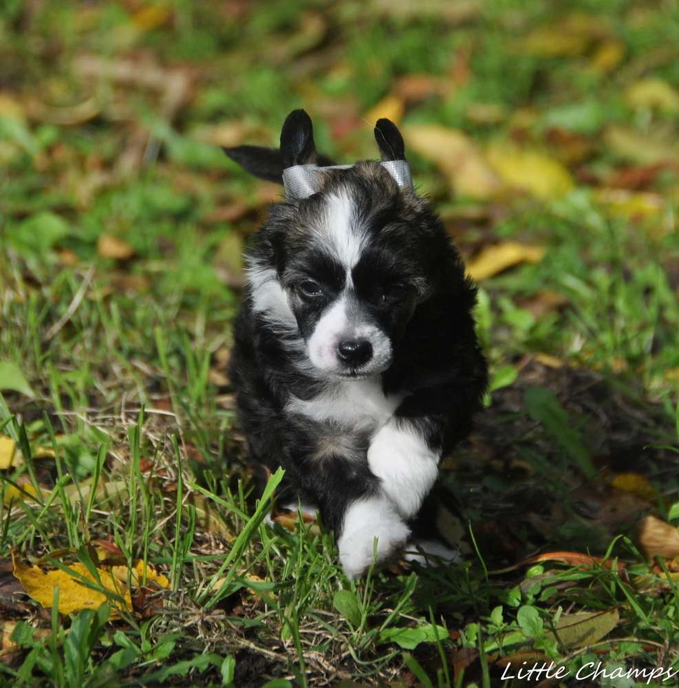 Tipsy Tipperarry Little Champs