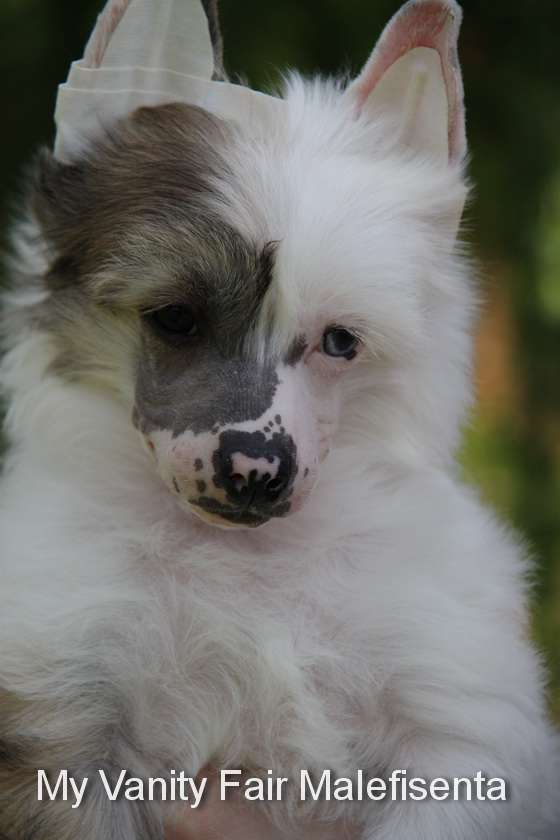 My Vanity Fair Malefisenta