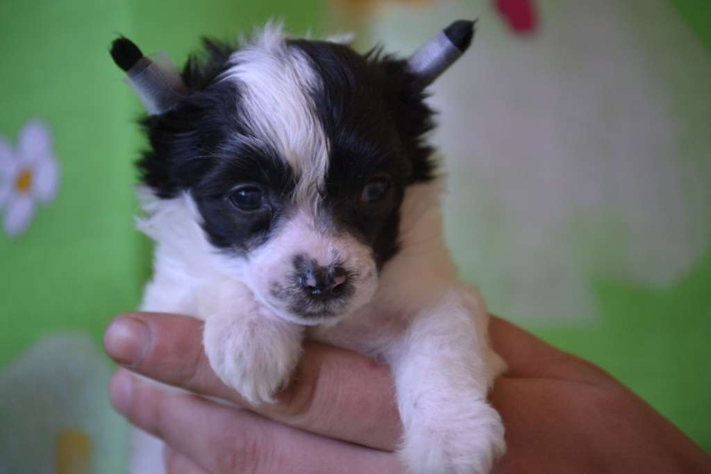 Ketrin Kristol Barbariska (puff)