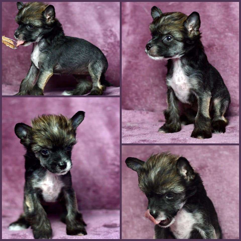 Beyesa's Mi Stima Bo