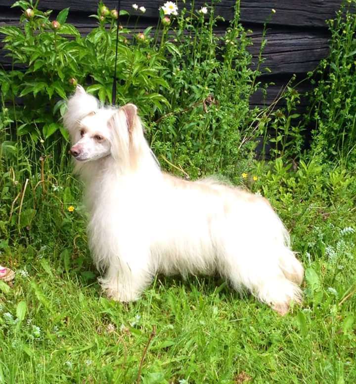 Tournais Joke Cracking Alpha Male