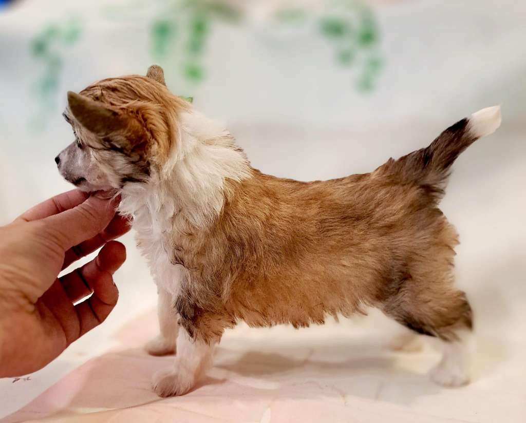 Jutrzenka Poranna Sasima