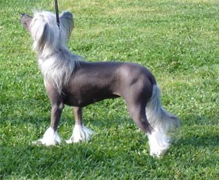 Chineseblue's Caramel Delight