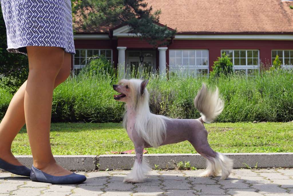 Incredible Beauty Heybett