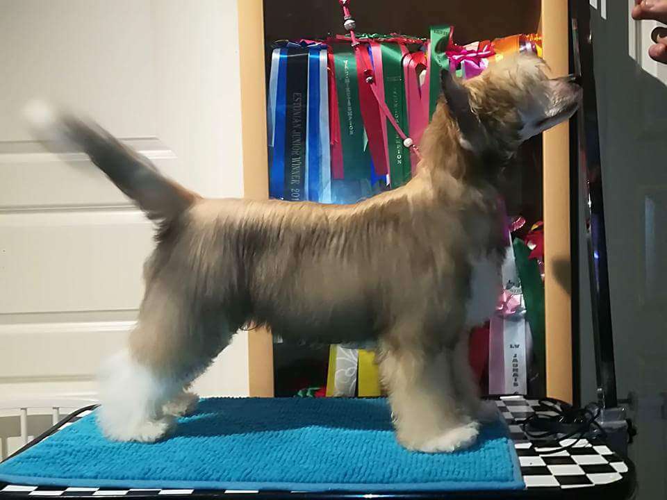 Lunacrest Last Drop Falls