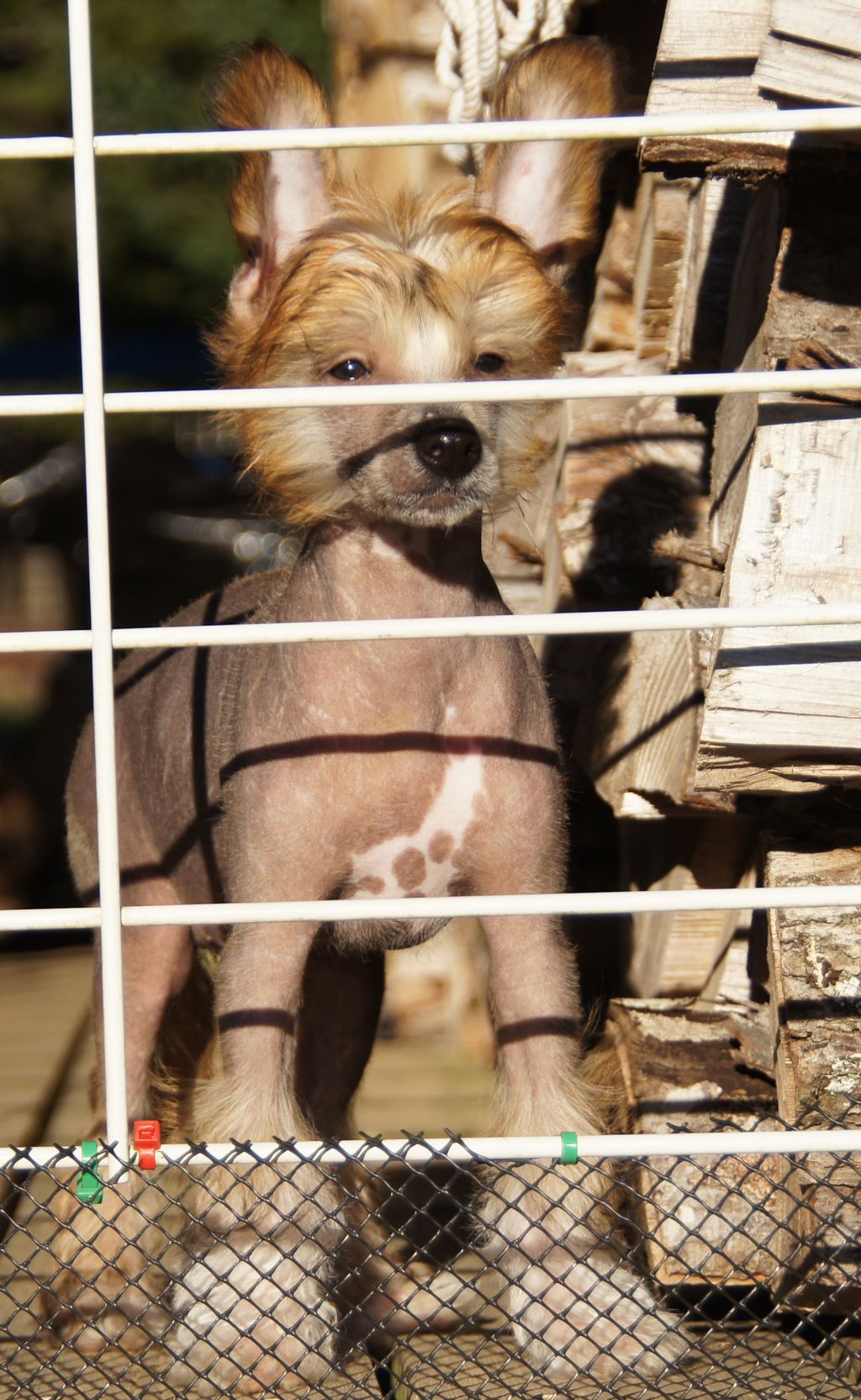 WinTales Here Comes The Brass