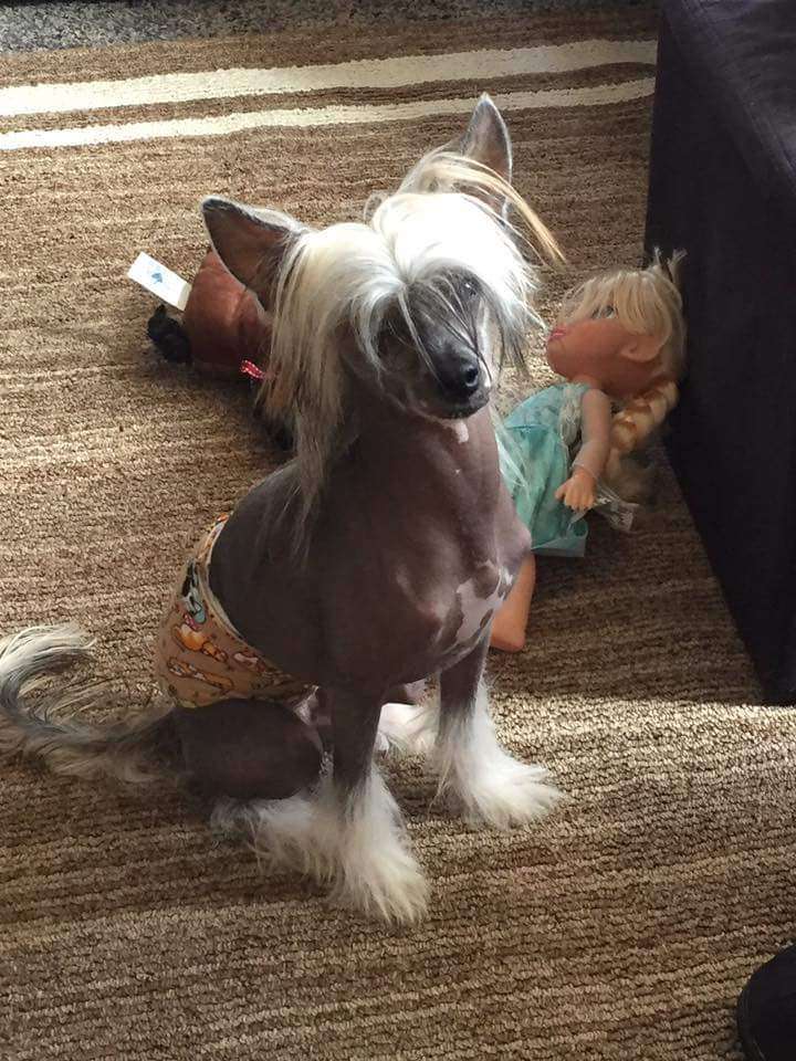 Shida All You Need is Love