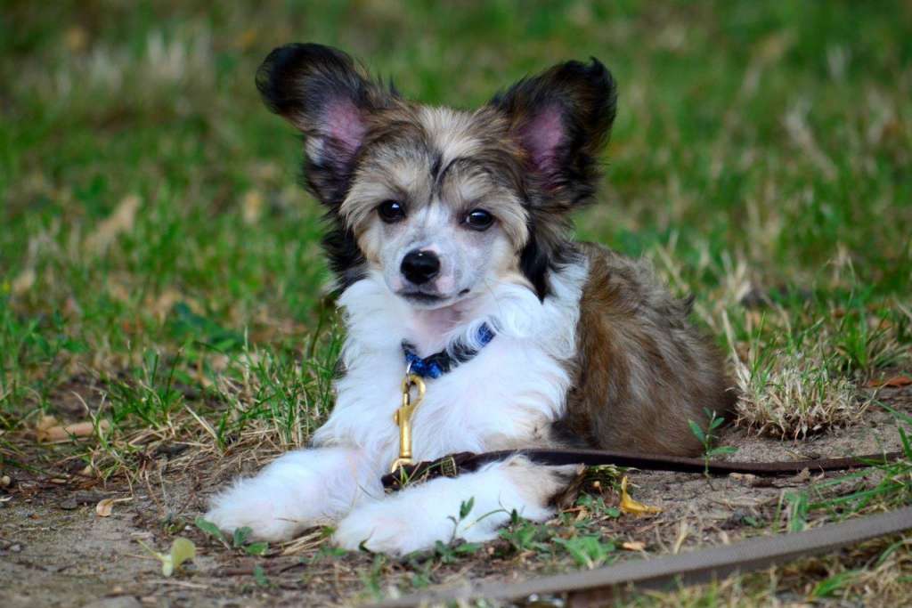 Alexon vom Tornitzer Moor