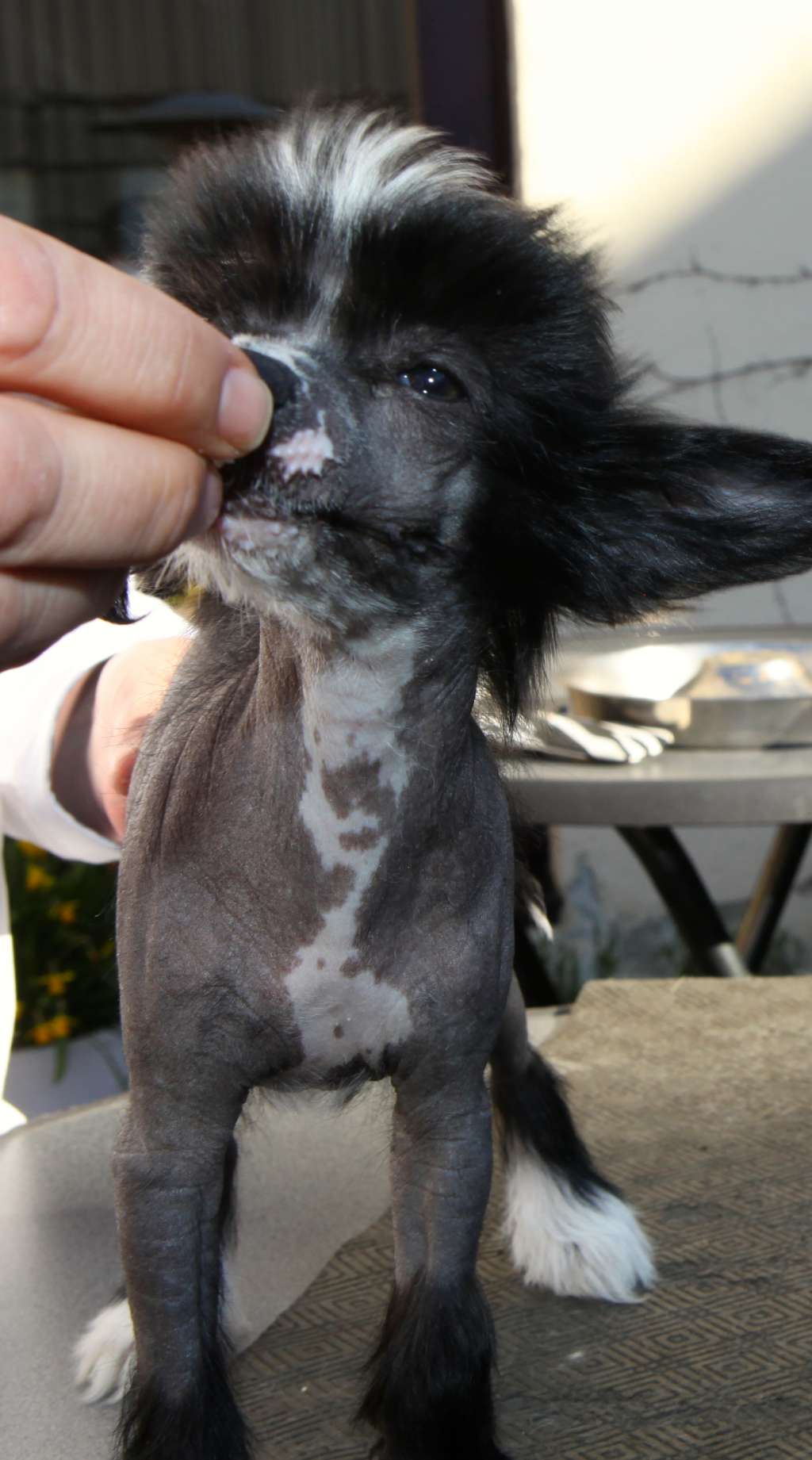 Philein From China with love