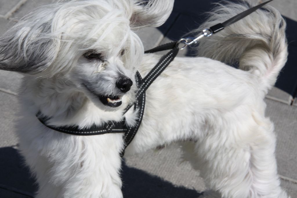 Fluffysteps Aces Poker Joker