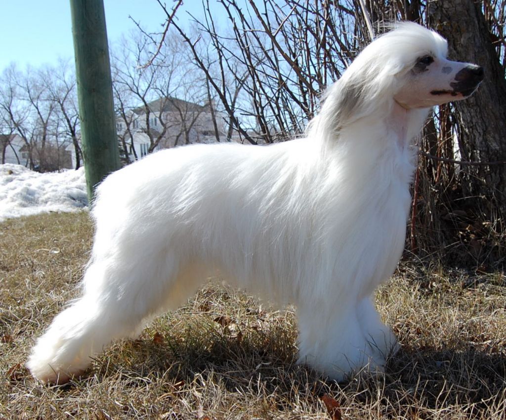 Crestyle Swingn' For The Fence