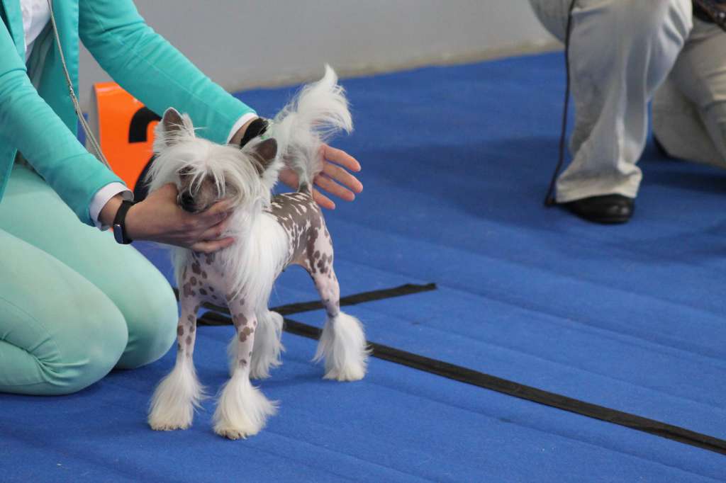 Glamor Girl Little Sweetie