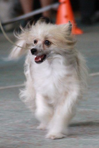 Viva Viktoriy  iz Strany kutha