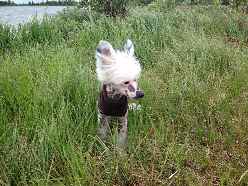 Snowwhite Spotty Babe