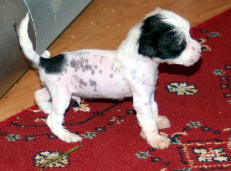 Liddyleaze Perfect Kkarma