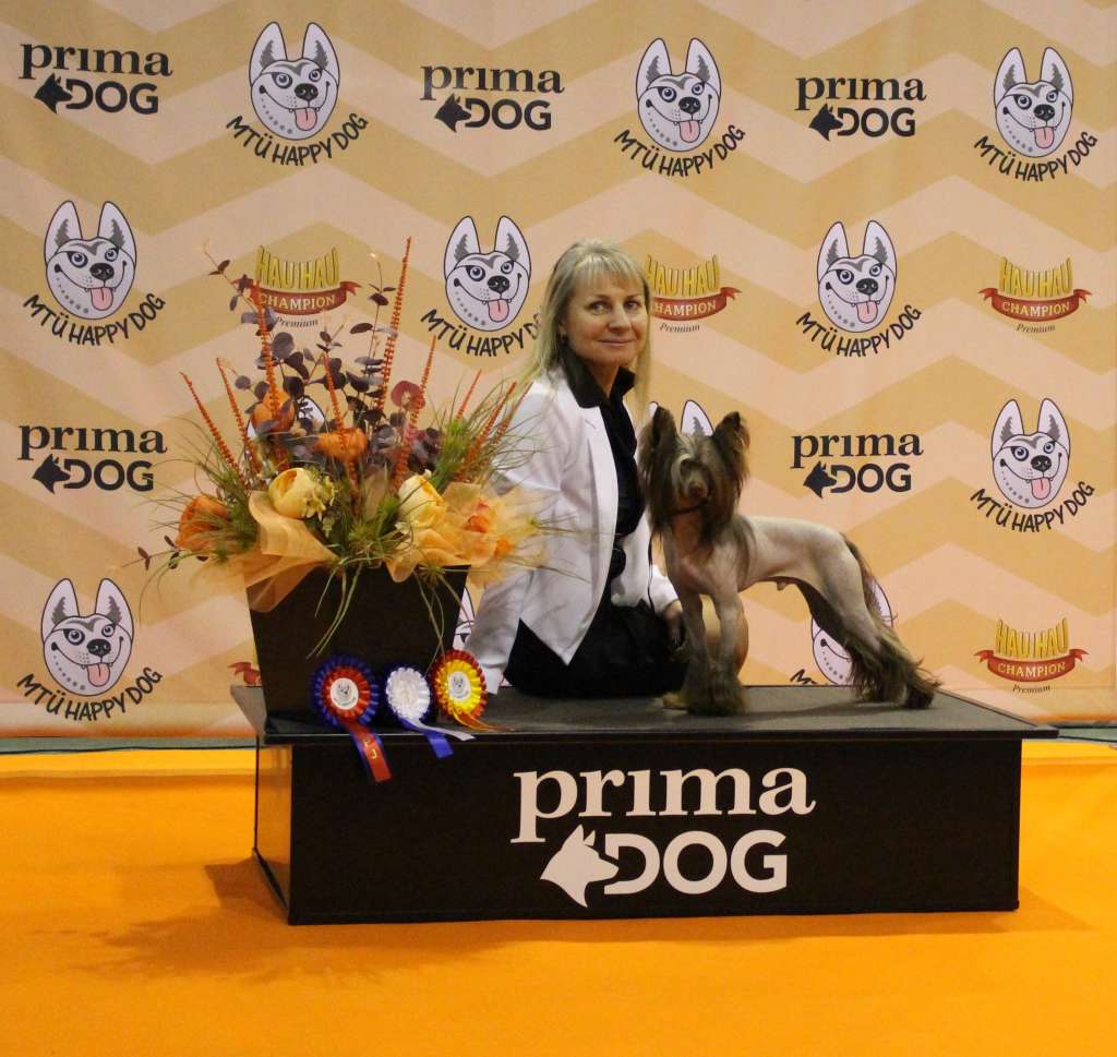 Iron Sky Gintaro Magija