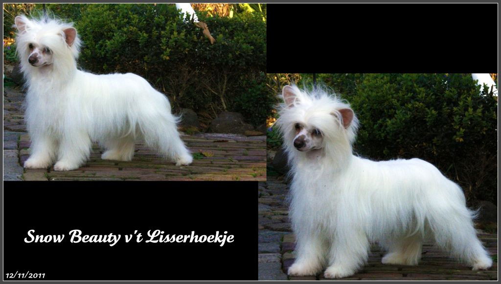 Snow Beauty v't Lisserhoekje