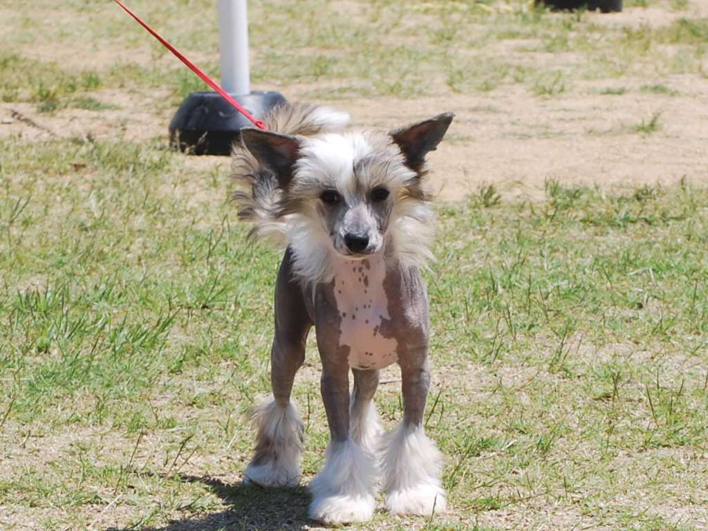 Tinker Jp Bittersweet Chocolate