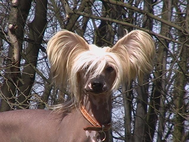 Foxy Fellow Garden Roses