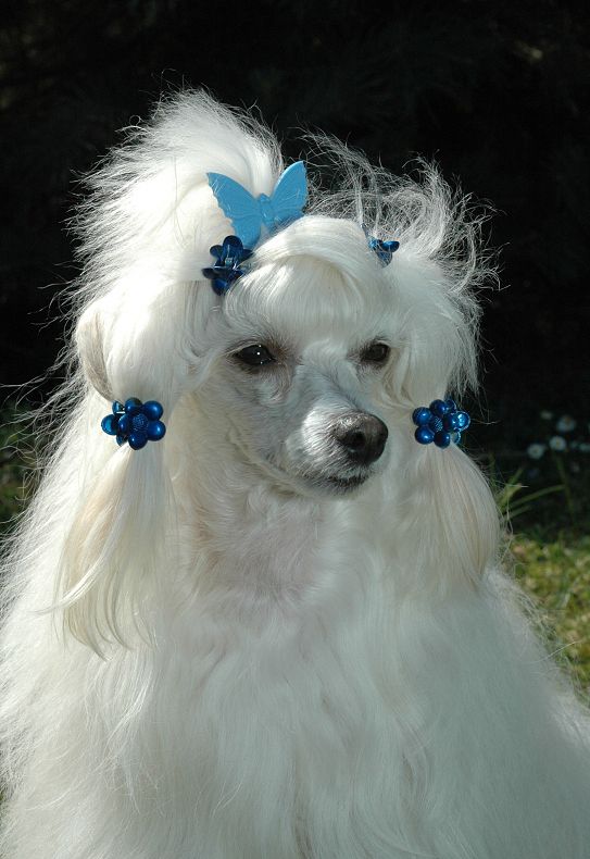 Blondie Prague Limit