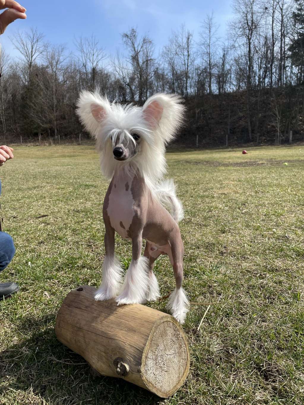 Gardine Angel on Fire