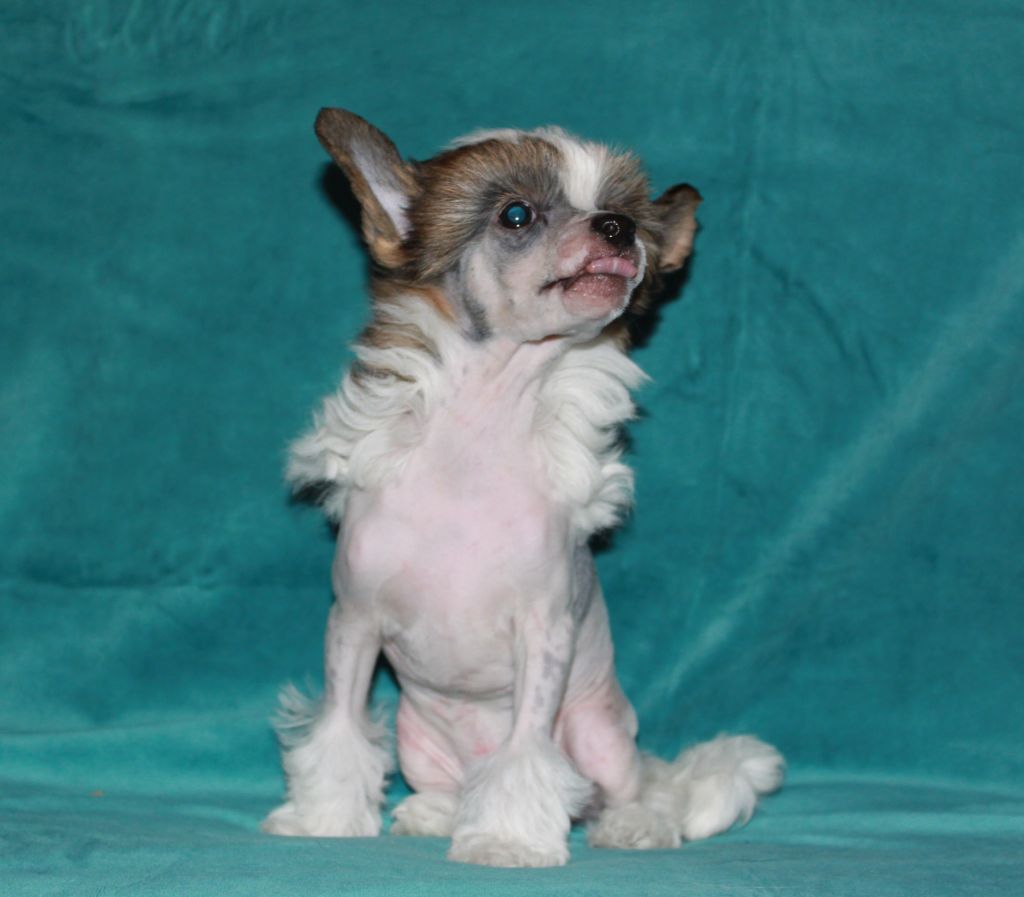 Chinese Flowers A Boy from Heaven