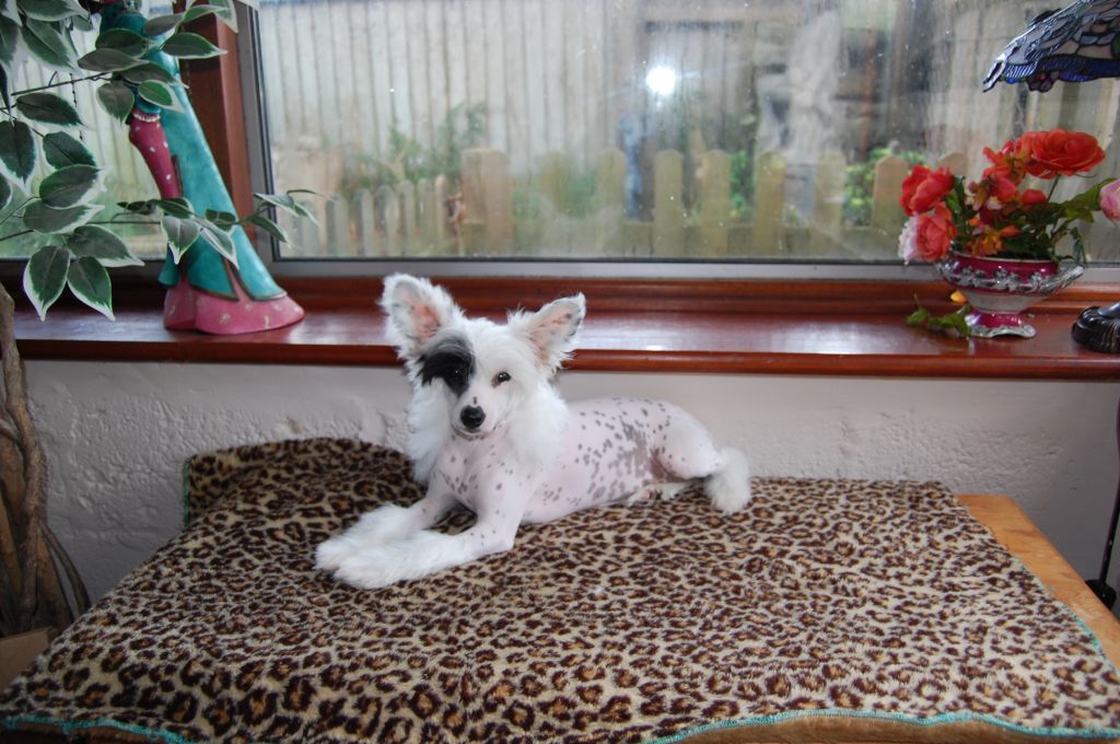 Zucci's Billion Dollar Baby