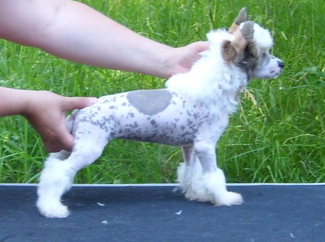 Sun Dan Bright Night